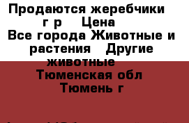 Продаются жеребчики 14,15 16 г.р  › Цена ­ 177 000 - Все города Животные и растения » Другие животные   . Тюменская обл.,Тюмень г.